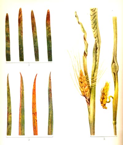 Таблица 45. Бактериоз пшеницы: 1,2 — базальный; 3 — желтый слизистый.