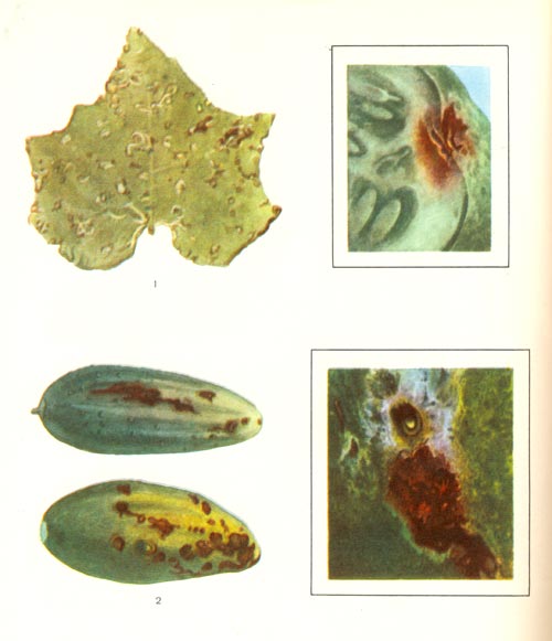 Таблица 49. Бактериоз огурцов: 1 - больной лист (справа - пятна при большом увеличении); 2 - больные плоды (справа язвочка при большом увеличении)
