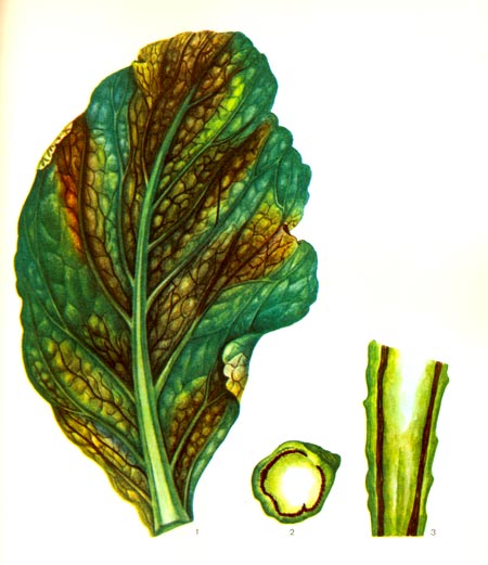 Таблица 50.Сосудистый бактериоз капусты: 1 - больной лист; 2 - поперечный разрез сосудов листа; 3 -  продольный разрез сосудов листа