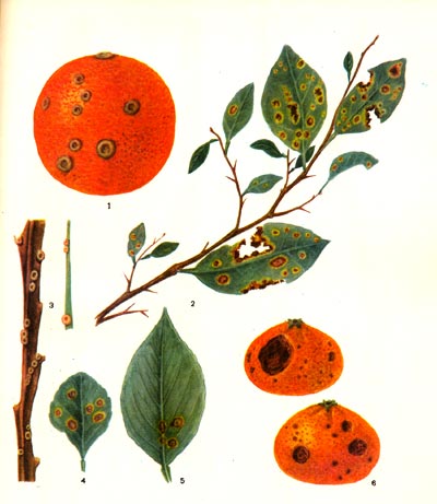 Таблица 52. Рак цитрусовых: пораженная кожура апельсина; 2 - поражённая ветка мандарина; 3 - больной стебель апельсина;  4,5 - больные листья апельсина; 6 - пораженные бактериальным ожогом плоды мандарина