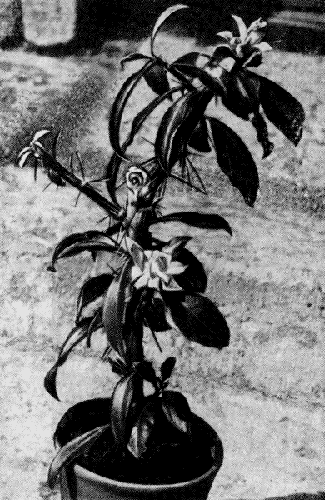   3. Rhodocactus bl (. . et .) F. Knuth