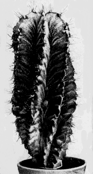   28. Astrophytum ornatum (DC.) Web.   50 