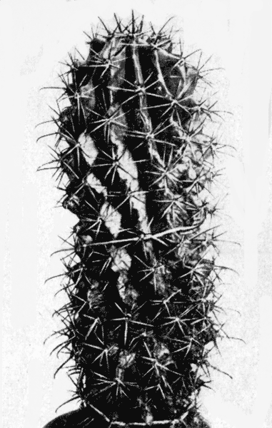  29. Ferocactus emoryi (Engelm.) Backeb.      80 