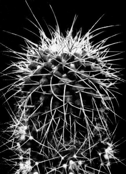   44. Mammillaria compressa DC. var. longiseta, (Salm-Dyck) Borg