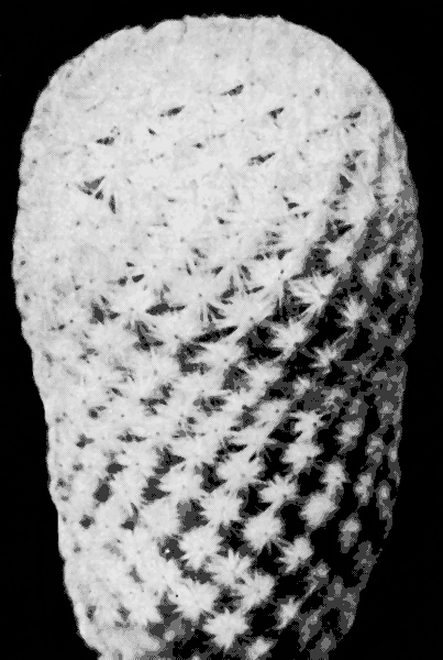  47. Mammillaria herrerae Werd