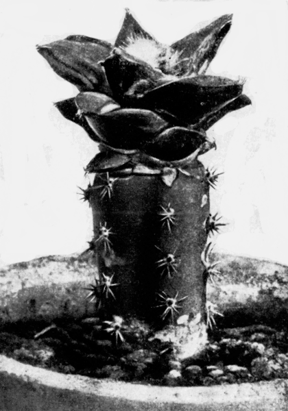  39. Ariocarpus retusus Scheidw