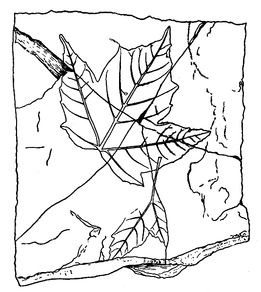 . 3.    Acer trilobatum (Sternb.)  .   .      