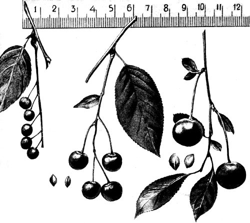 4. Межвидовое скрещивание Primus Padus Maackii×Prunus Cerasus (налево — Prunus Padus Maackii, направо — Prunus Cerasus, в середине — гибрид) 