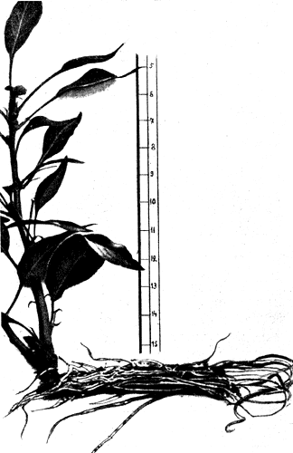  15. черенок сеянца гибрида груши Оливье де Серр с корнями, образовавшимися в отводочной трубке