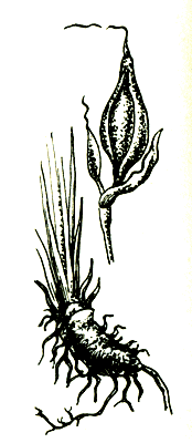 Корень и закрытый цветок касатика сибирского (ириса сибирского)