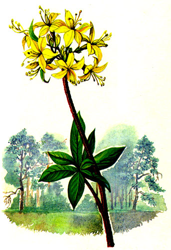 Рододендрон жёлтый (азалия понтийская)